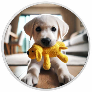 74827ad86e41c2d5d0f0d195cf1e407d