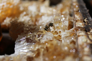 7c9c14c0e5fdae4cc90256db956ac26e