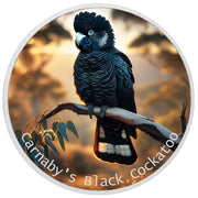 Twilight Guardian: Carnaby's Black Cockatoo 1oz Coloured Silver